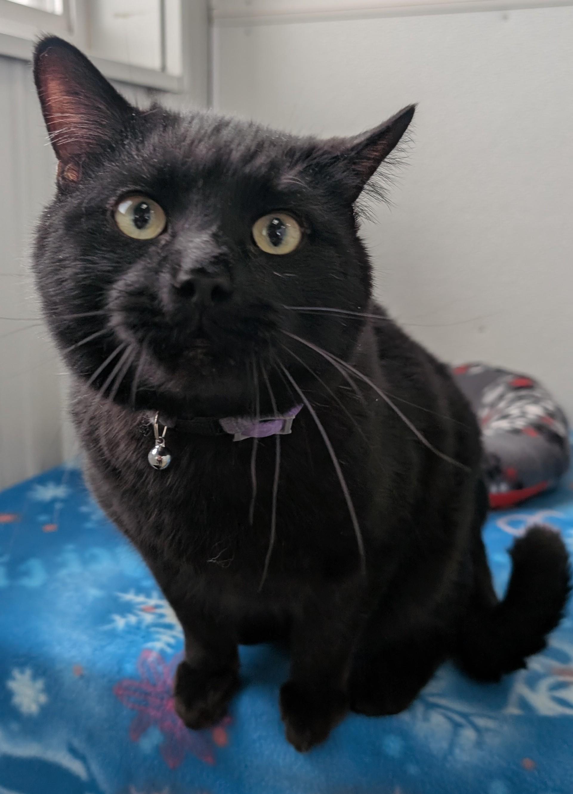 Enlarge Whiskers, an adopted Domestic Short Hair in New Ulm, MN image 4/5