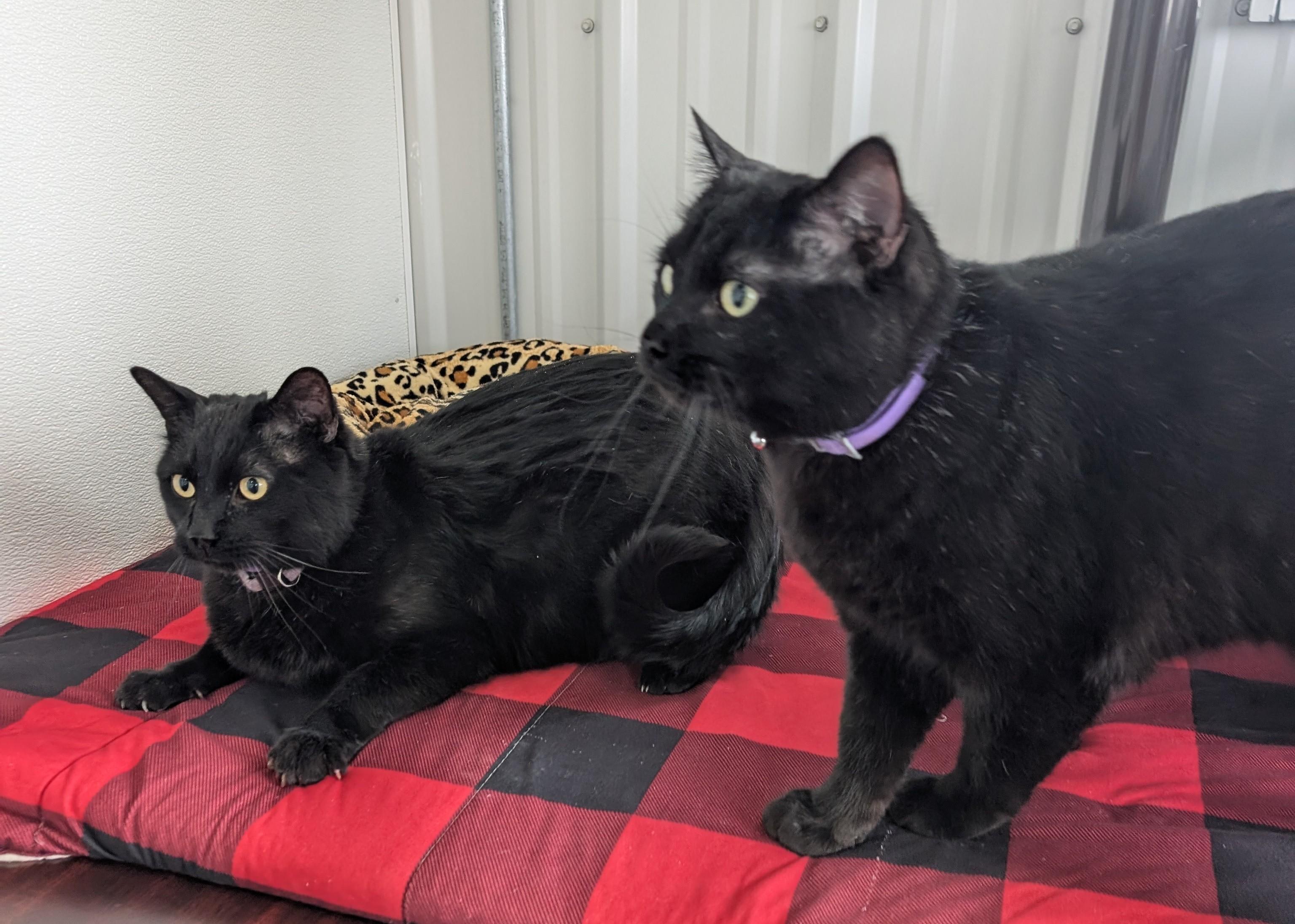 Enlarge Whiskers, an adopted Domestic Short Hair in New Ulm, MN image 2/5