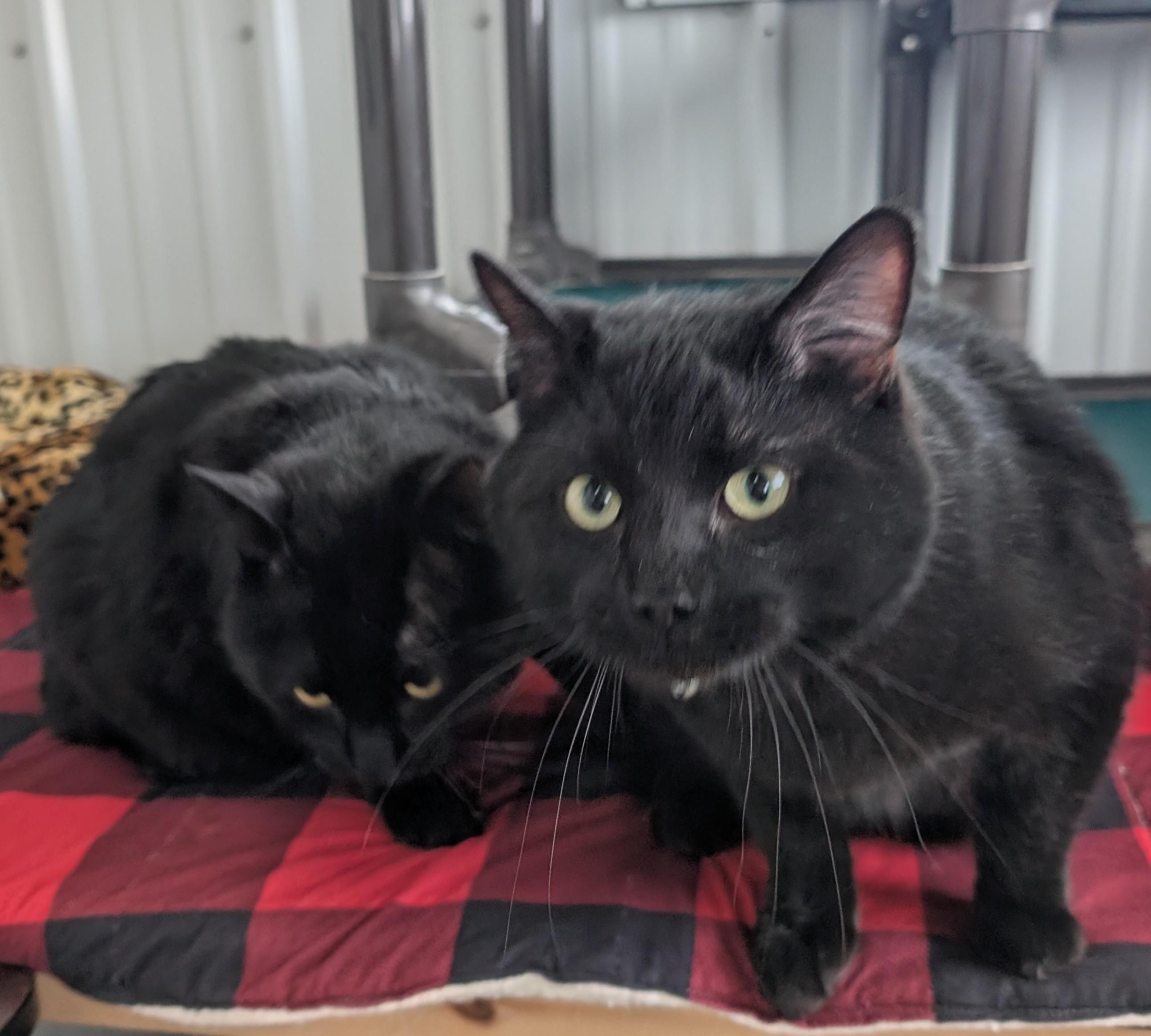 Enlarge Whiskers, an adopted Domestic Short Hair in New Ulm, MN image 5/5