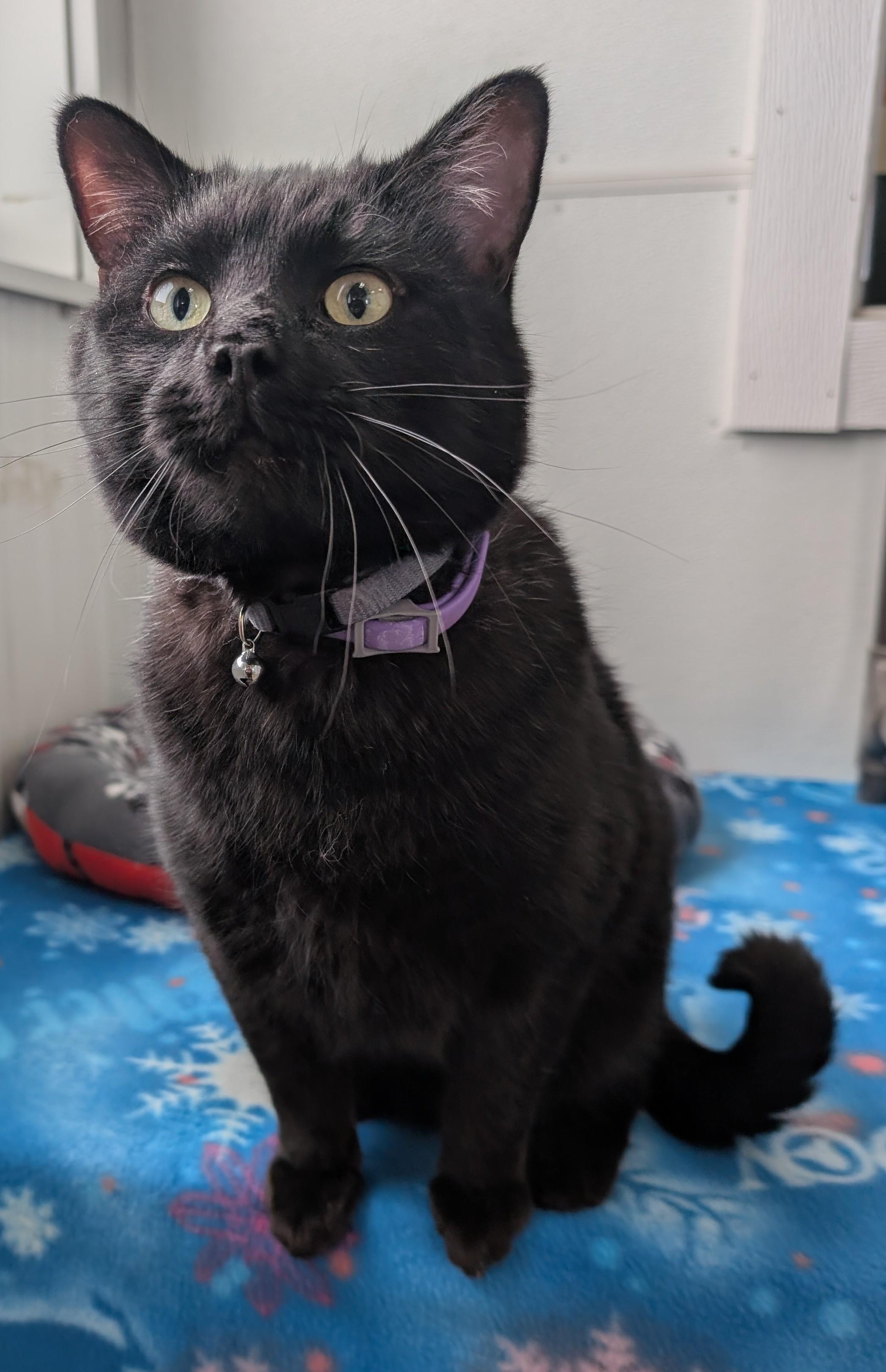 Enlarge Whiskers, an adopted Domestic Short Hair in New Ulm, MN image 1/5