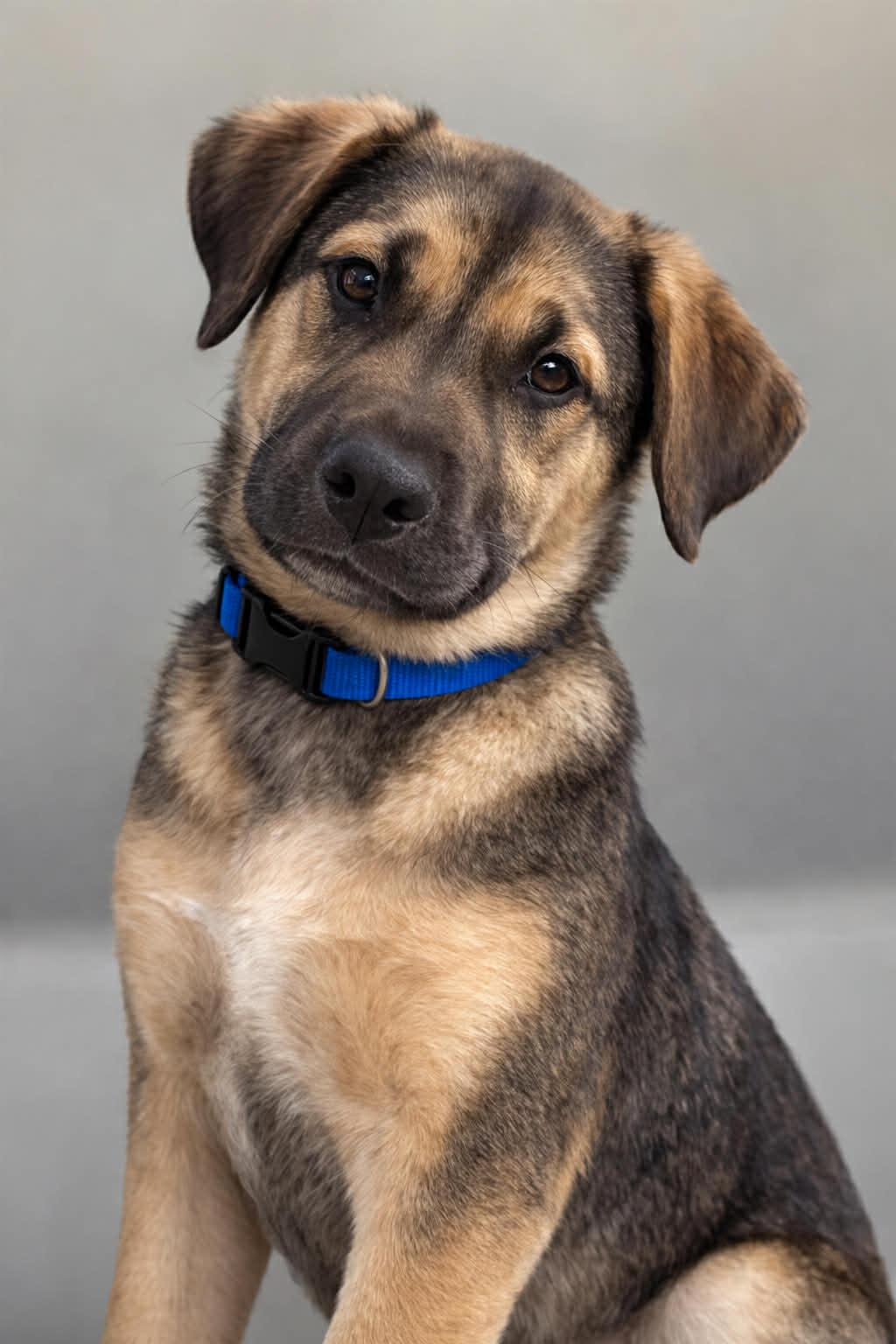 Rayni, Adopted, Puppy Female German Shepherd Dog & Terrier.