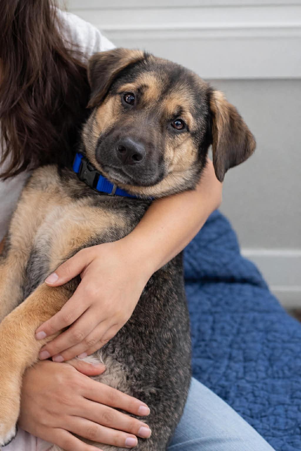 Enlarge Rayni, a Adopted mixed breed in Mankato, MN image 2/3