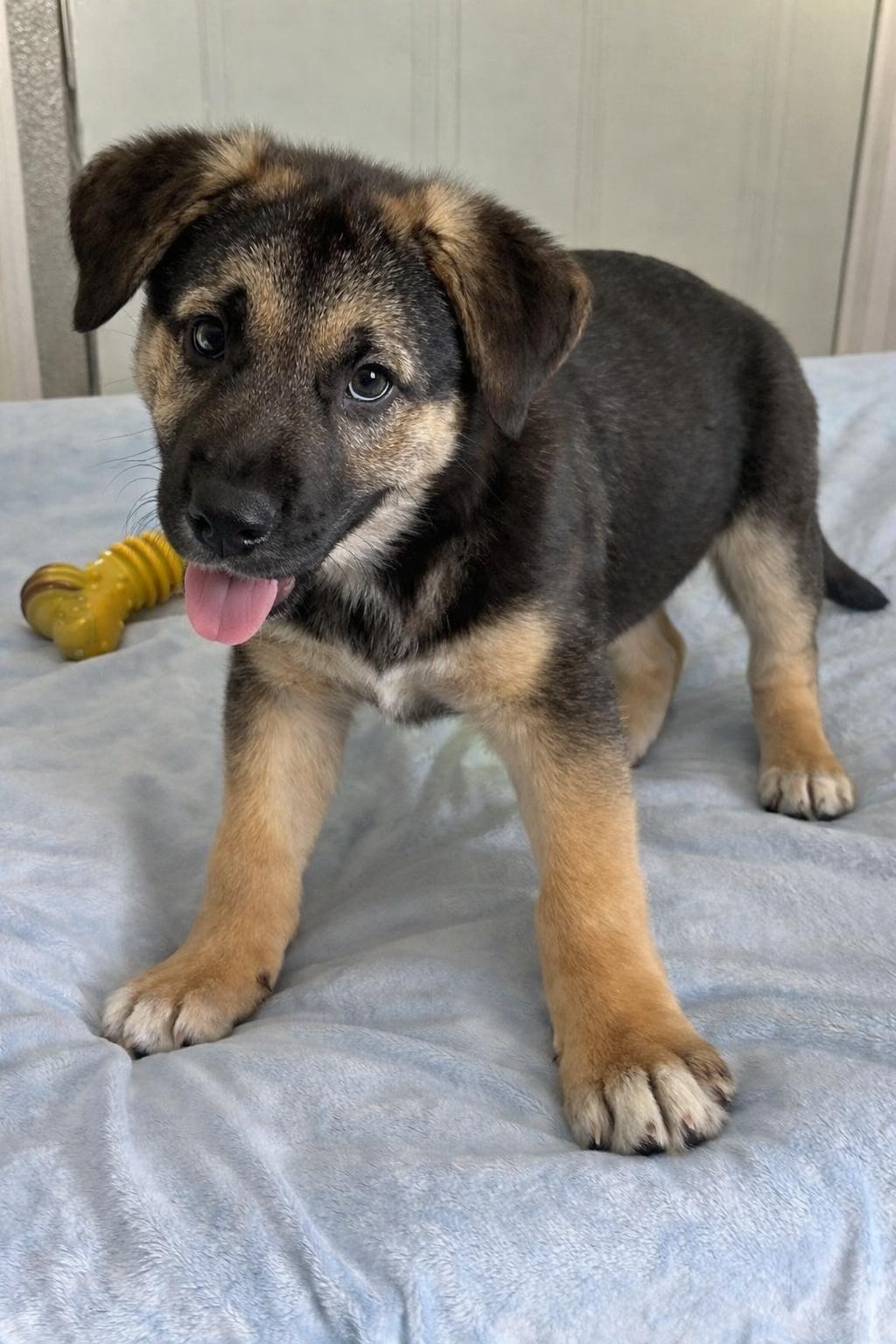 Enlarge Rayni, a Adopted mixed breed in Mankato, MN image 3/3