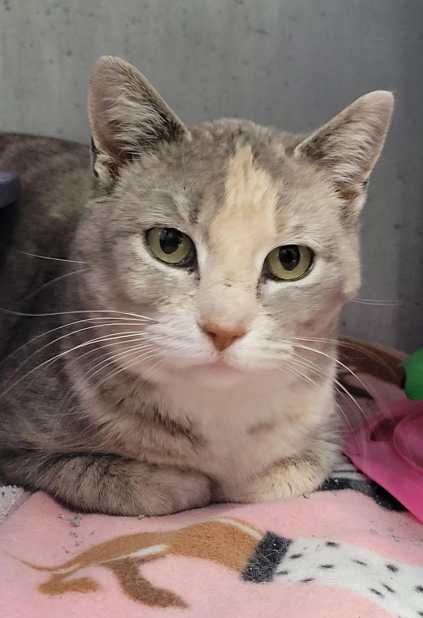 Guinevere, ADOPTABLE, Adult Female Torbie.