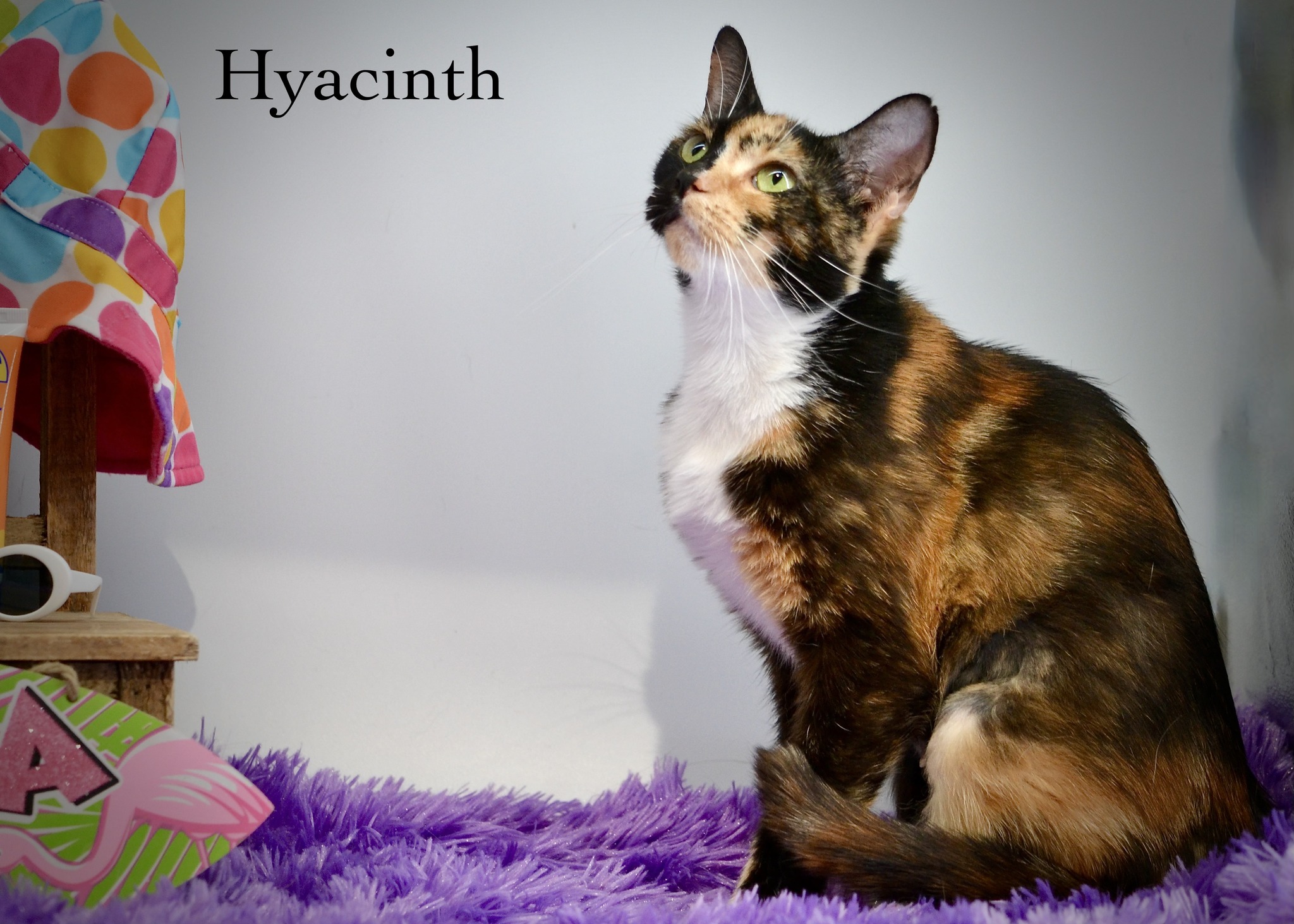 Hyacinth