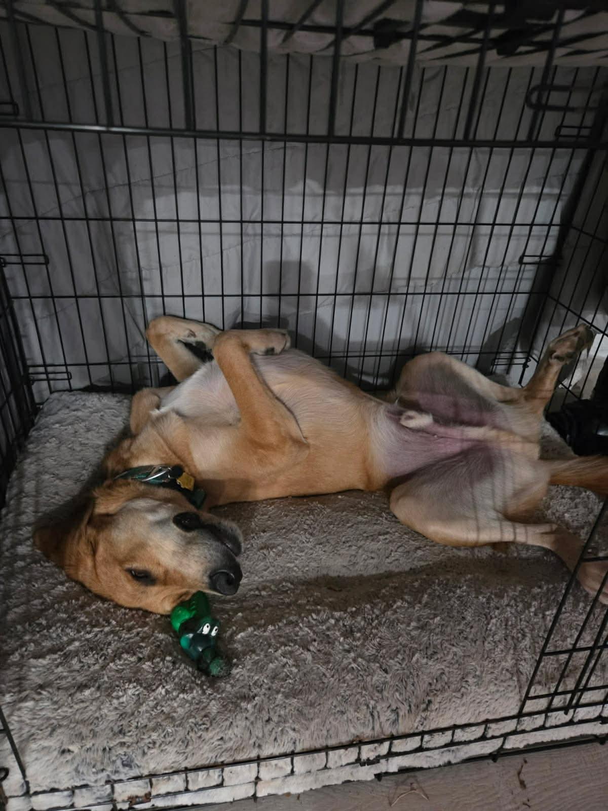 Enlarge Ollie, a Adoptable mixed breed in Austin, TX image 4/4