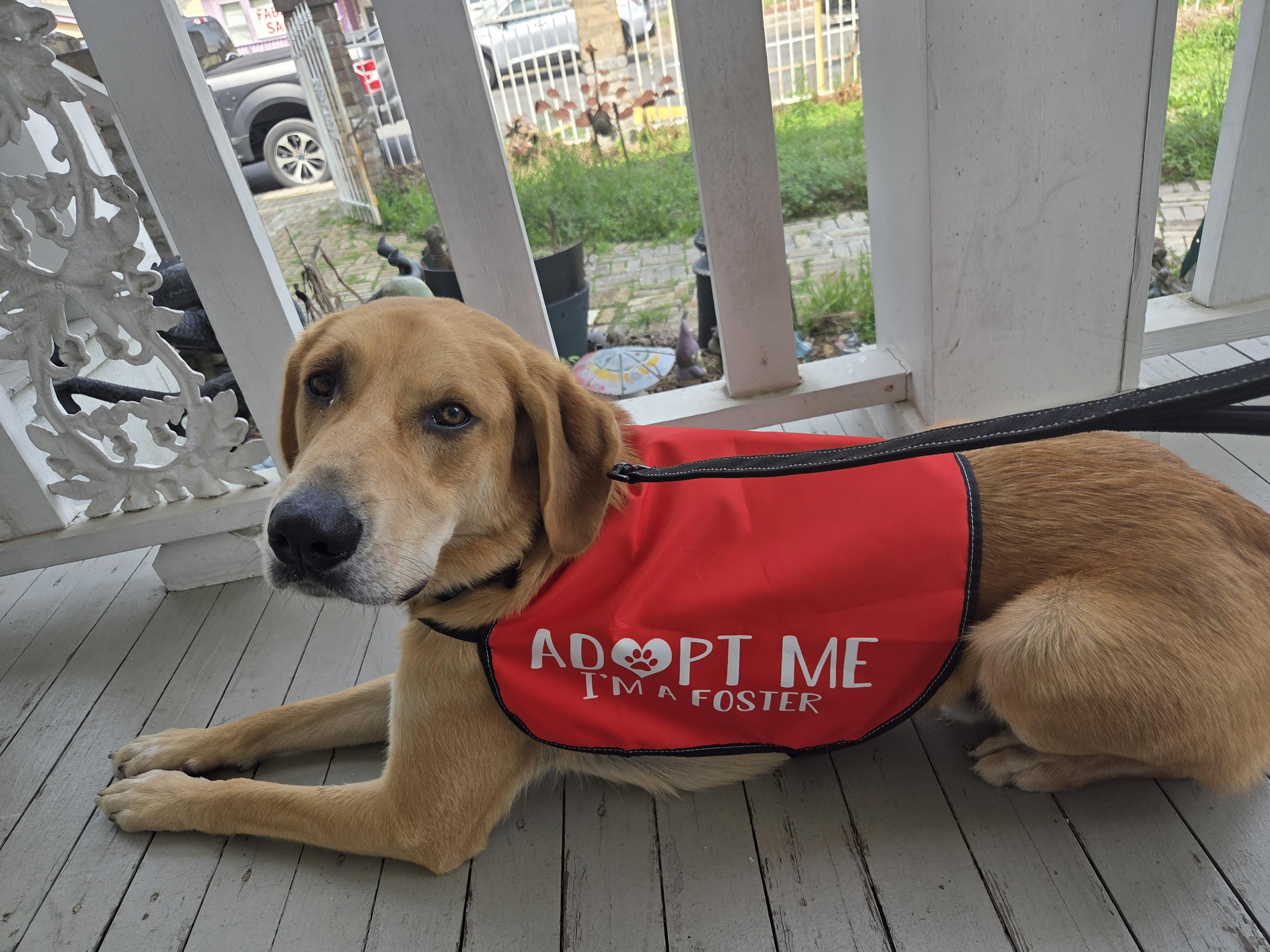 Enlarge Ollie, a Adoptable mixed breed in Austin, TX image 2/4