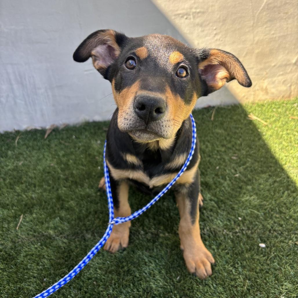 Blaze, Adoptable, Puppy Male Labrador Retriever & Mixed Breed.