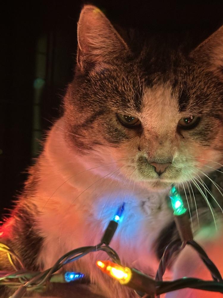 Enlarge Chester, a Adoptable Domestic Short Hair in Richmond, IN image 1/2