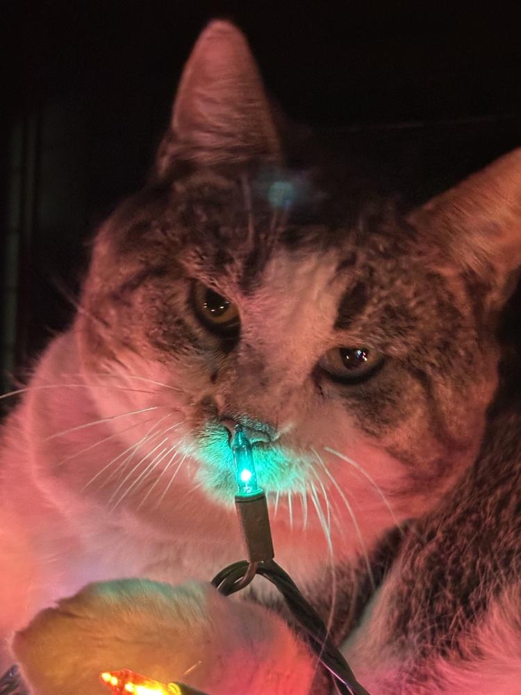 Enlarge Chester, a Adoptable Domestic Short Hair in Richmond, IN image 2/2