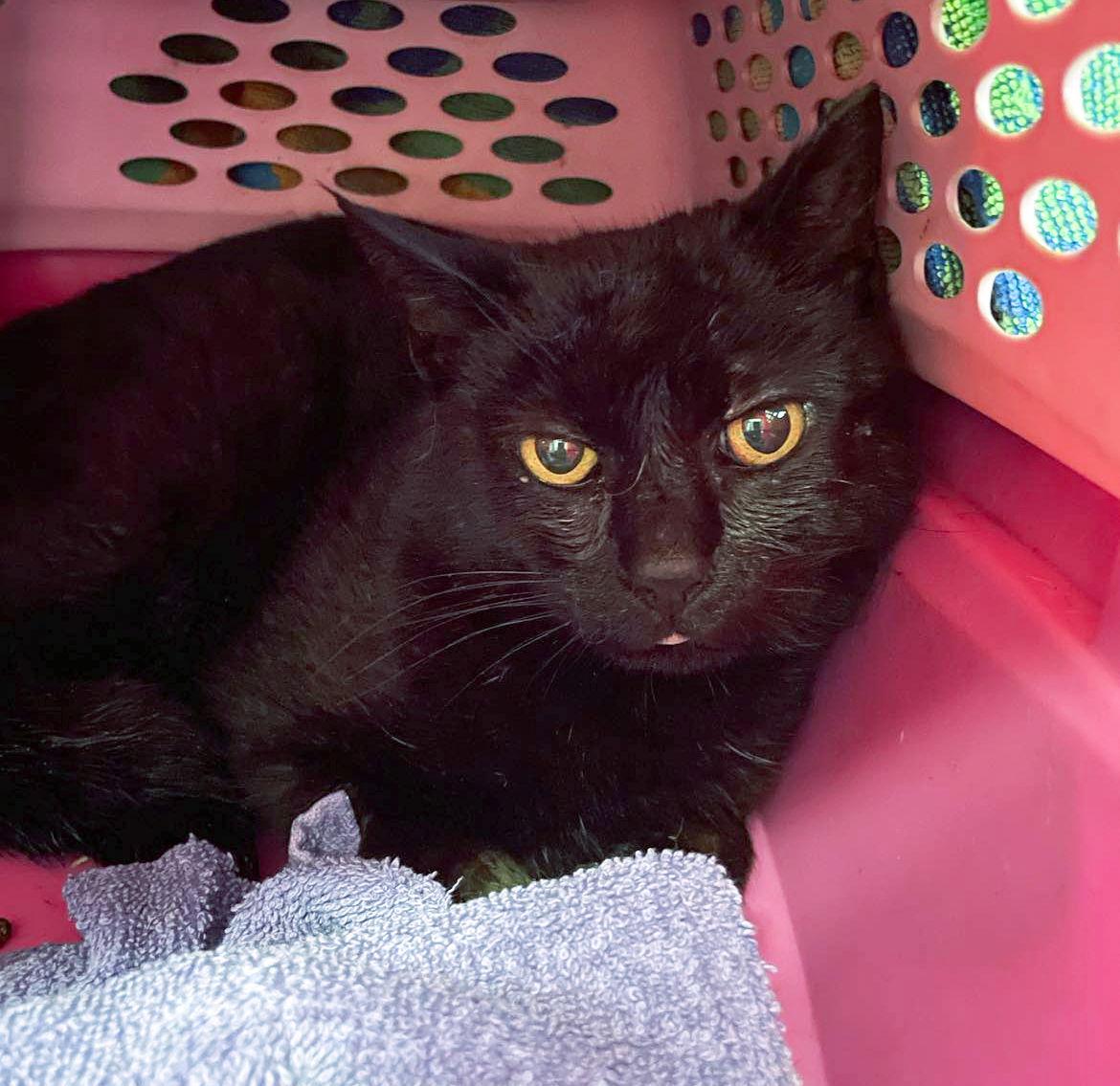 Starla, Adopted, Adult Female Domestic Short Hair.