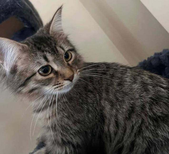 Enlarge Savannah, an adopted Domestic Medium Hair in Anjou, QC image 1/2