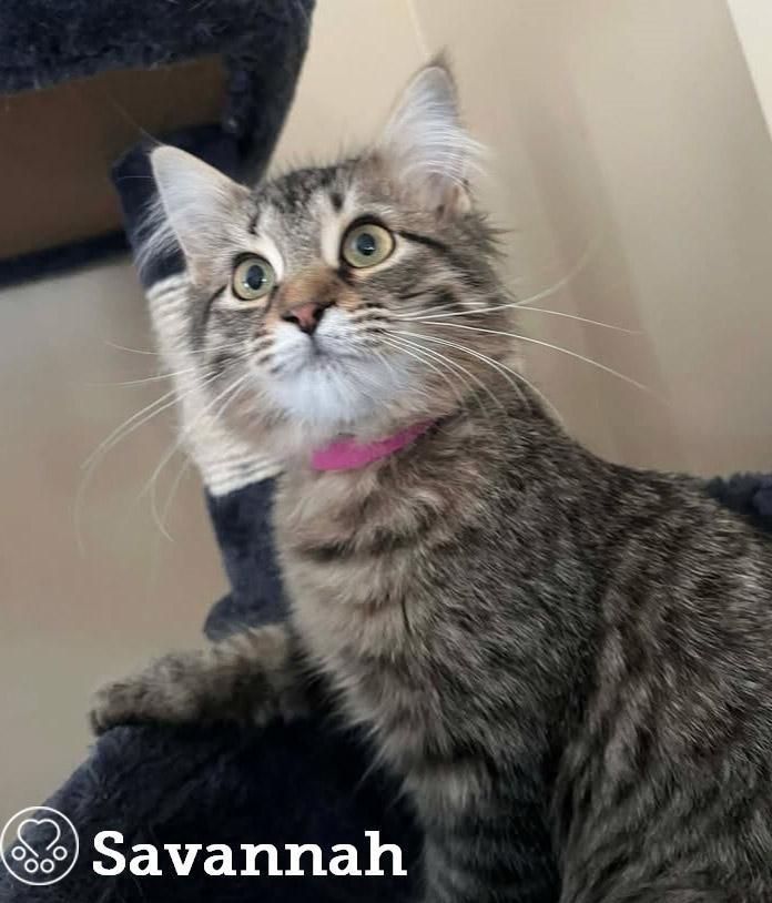 Enlarge Savannah, an adopted Domestic Medium Hair in Anjou, QC image 2/2