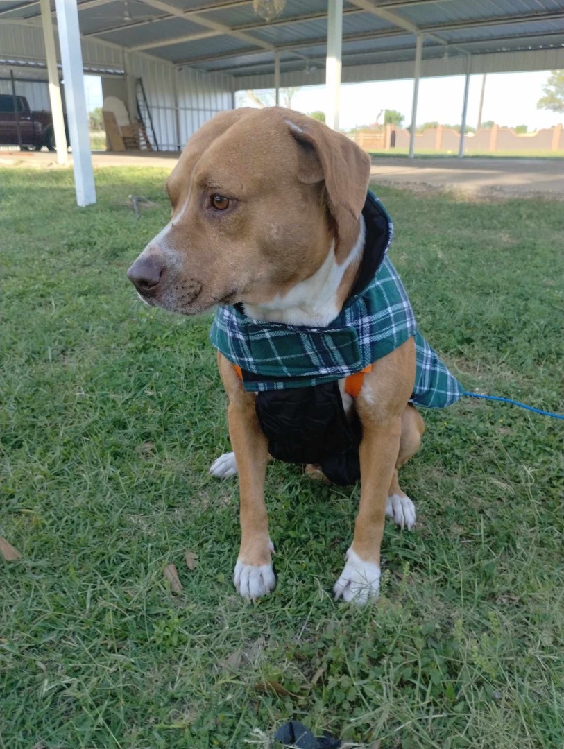 Ike, an adoptable Pit Bull Terrier in Harlingen, TX, 78550 | Photo Image 4