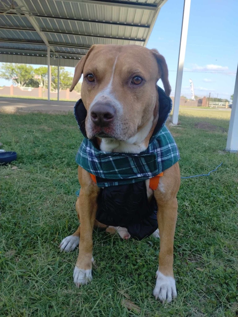 Ike, an adoptable Pit Bull Terrier in Harlingen, TX, 78550 | Photo Image 2