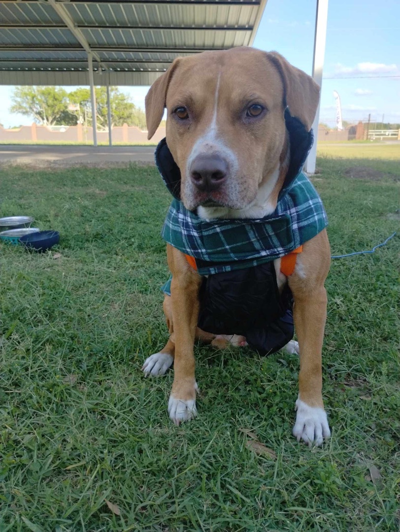 Ike, an adoptable Pit Bull Terrier in Harlingen, TX, 78550 | Photo Image 1