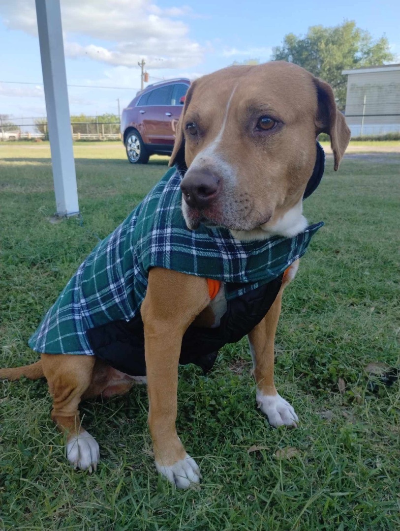Ike, an adoptable Pit Bull Terrier in Harlingen, TX, 78550 | Photo Image 3