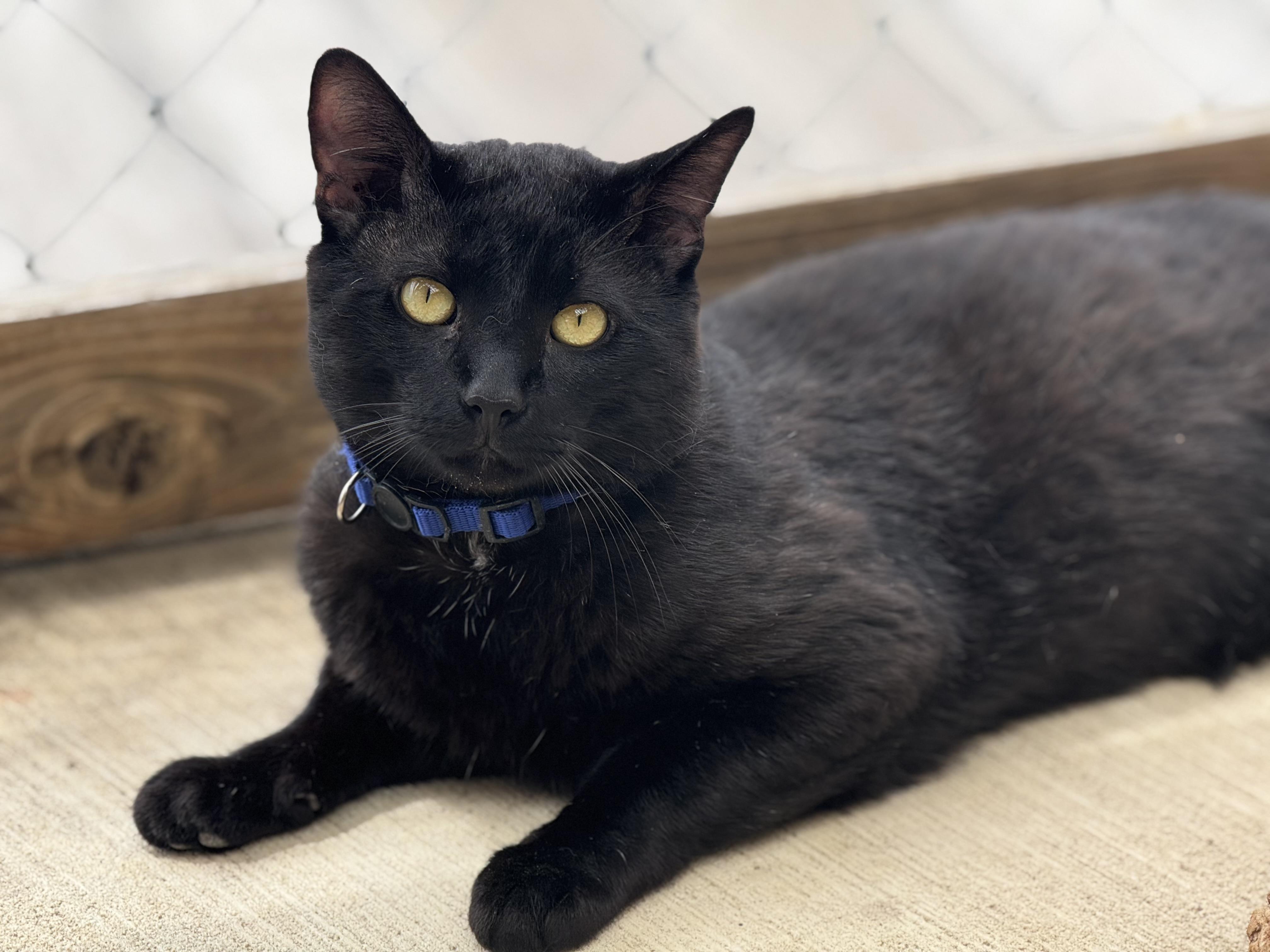 Darrell, an adoptable Tabby in Pierre, SD, 57501 | Photo Image 2