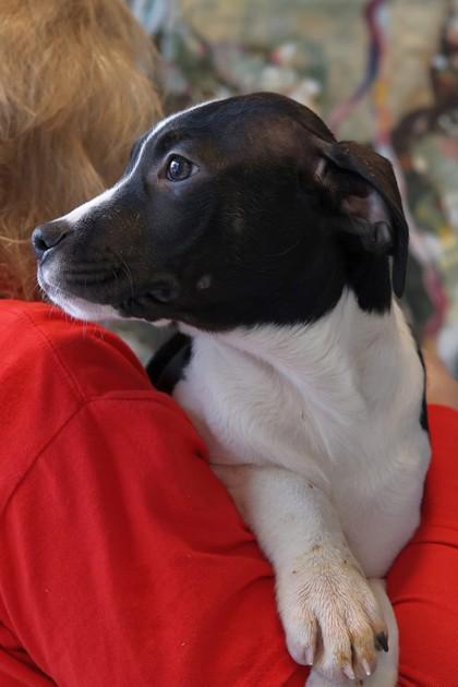 Sakura — thumbnail 2