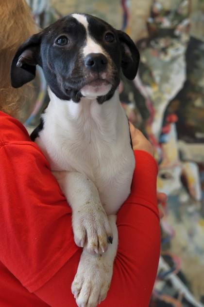 Sakura — thumbnail 3