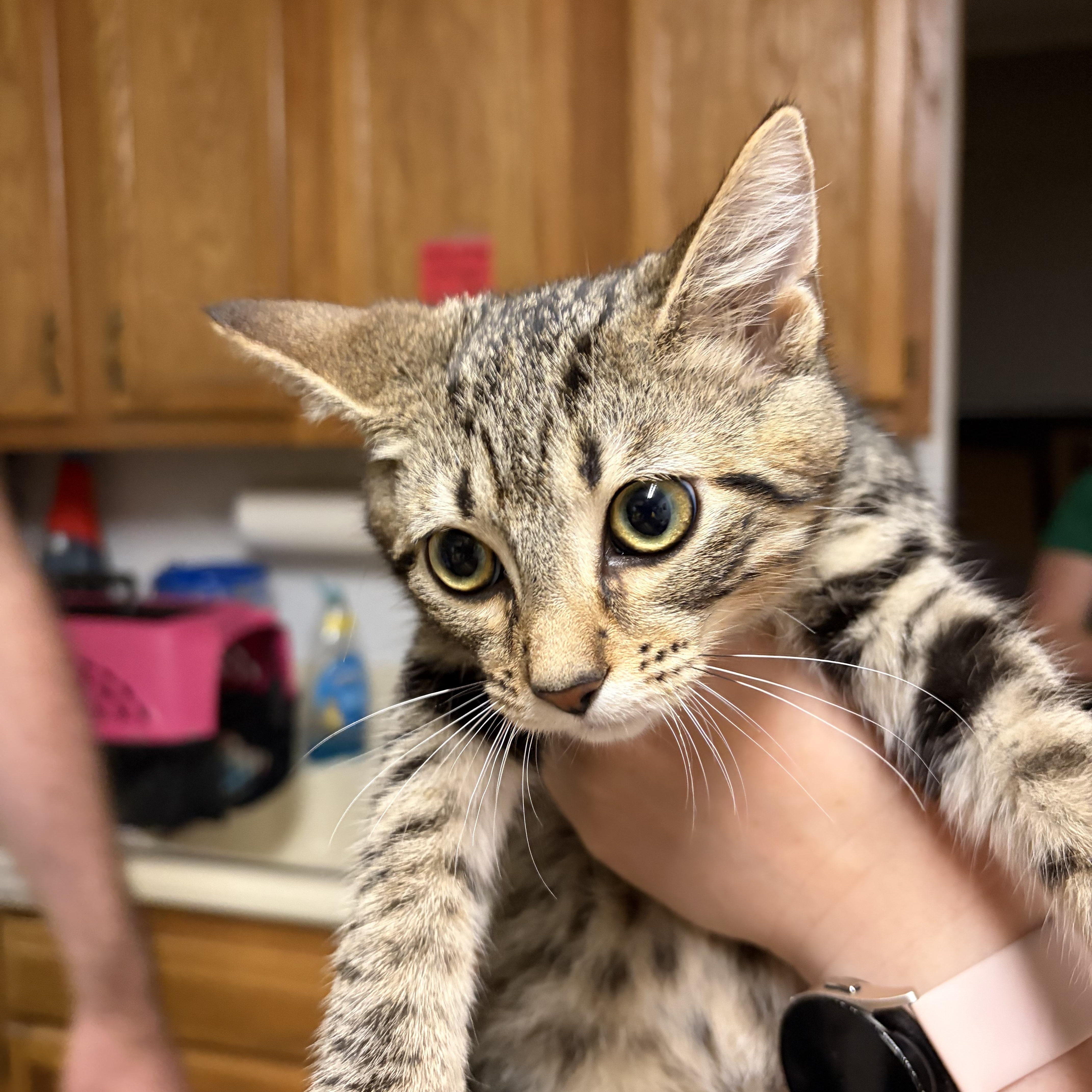 Enlarge Adora, a Adoptable Domestic Short Hair in Muncie, IN image 2/3