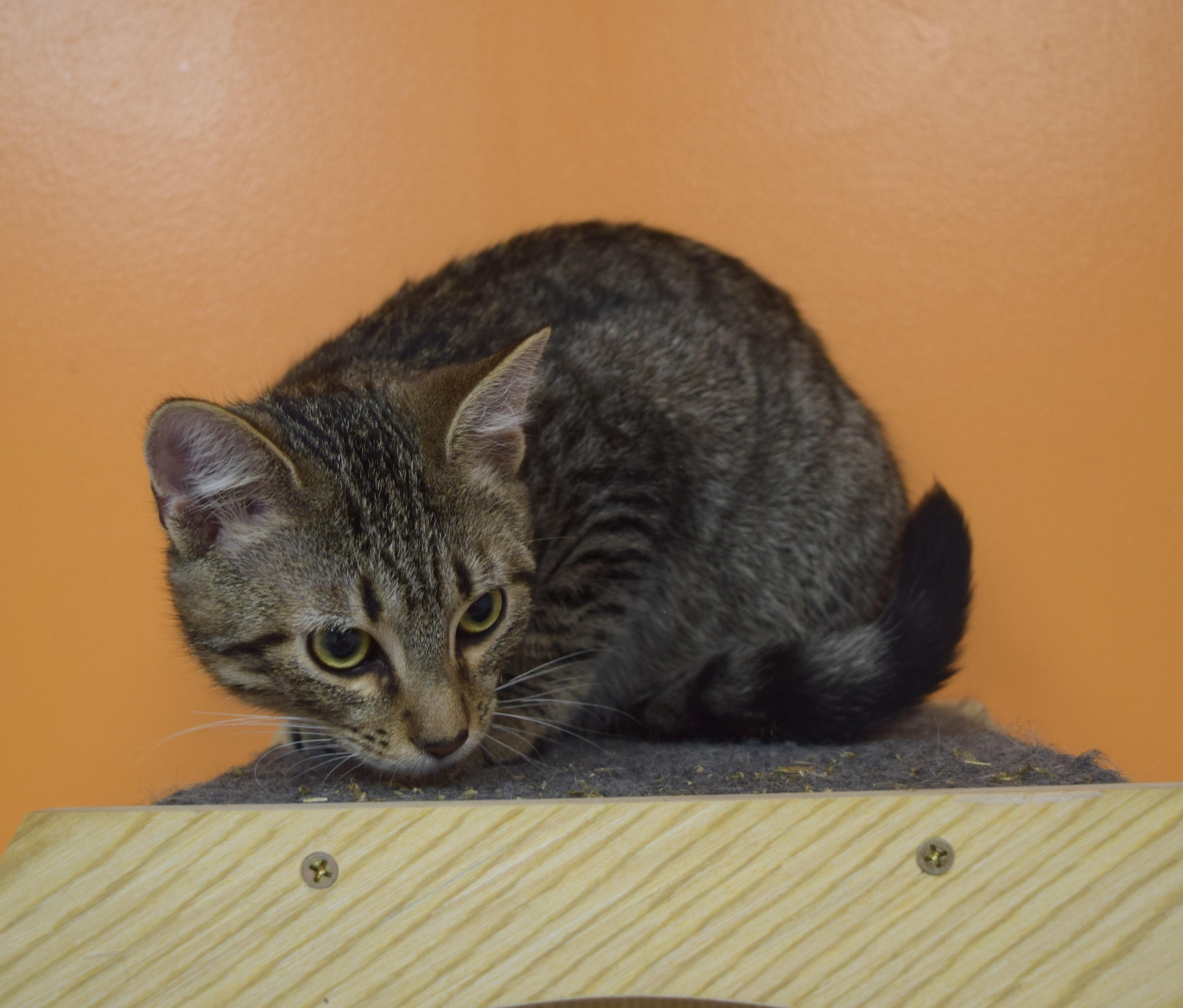 Enlarge Adora, a Adoptable Domestic Short Hair in Muncie, IN image 3/3
