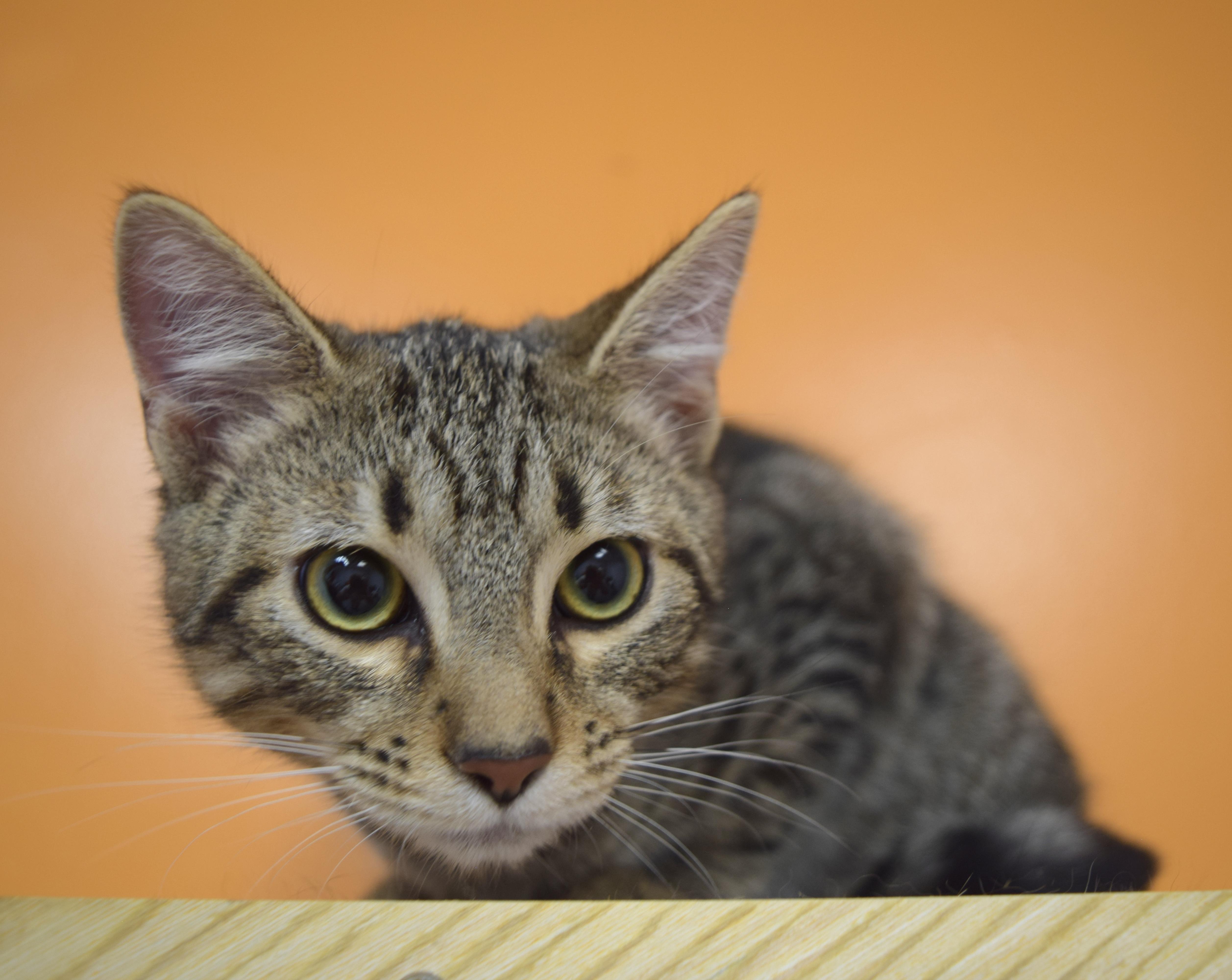Adora, Adoptable, Kitten Female Domestic Short Hair.