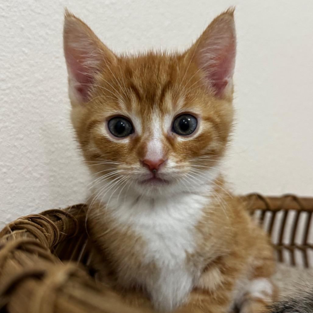 Mojo Jojo, Adoptable, Kitten Male Domestic Short Hair.