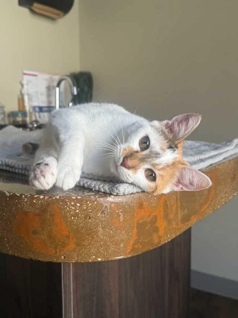 Enlarge Mrs. Bob, a Adoptable Domestic Short Hair in Valdosta, GA image 1/3