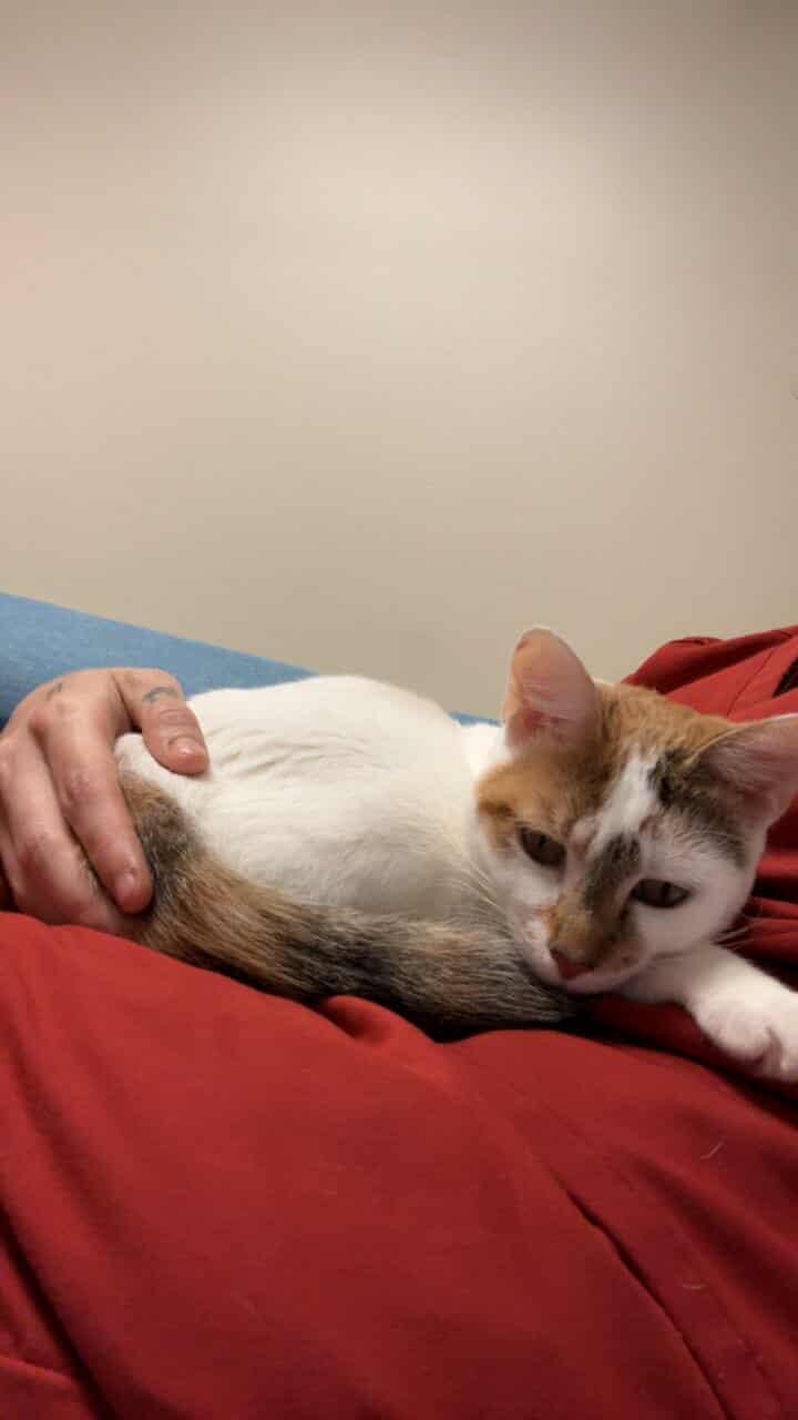 Enlarge Mrs. Bob, a Adoptable Domestic Short Hair in Valdosta, GA image 2/3