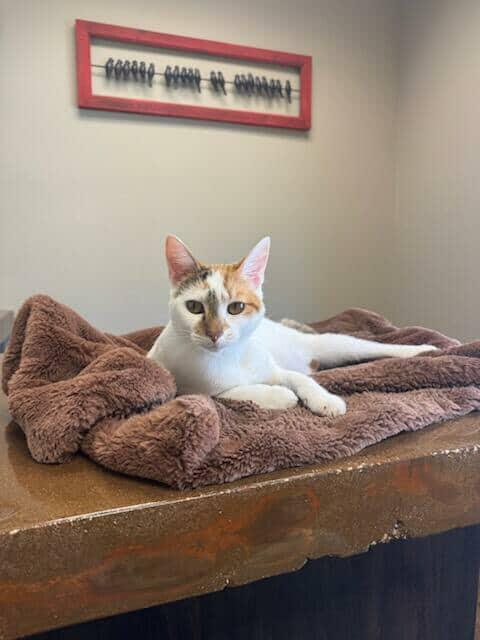 Enlarge Mrs. Bob, a Adoptable Domestic Short Hair in Valdosta, GA image 3/3