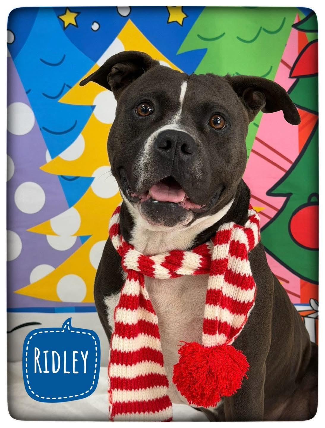 Ridley, Adoptable, Adult Male Mixed Breed.
