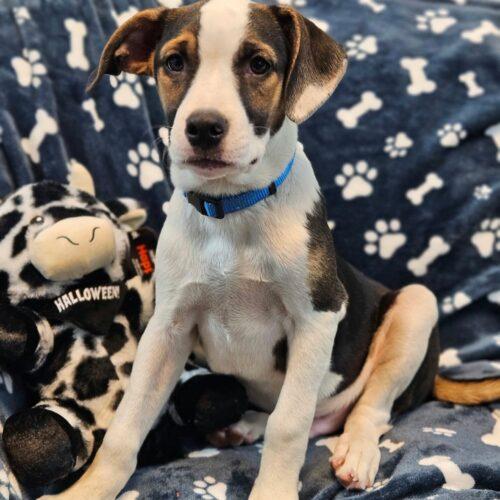 Demmit, Adoptable, Puppy Male Labrador Retriever & Mixed Breed.