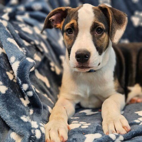 Enlarge Demmit, a Adoptable mixed breed in Broken Arrow, OK image 2/6