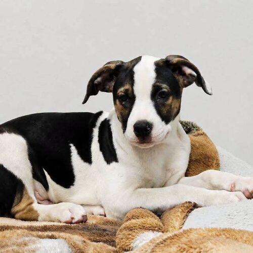 Enlarge Demmit, a Adoptable mixed breed in Broken Arrow, OK image 4/6