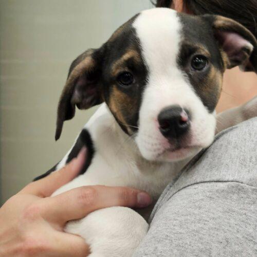Enlarge Demmit, a Adoptable mixed breed in Broken Arrow, OK image 5/6