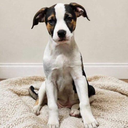 Enlarge Demmit, a Adoptable mixed breed in Broken Arrow, OK image 6/6