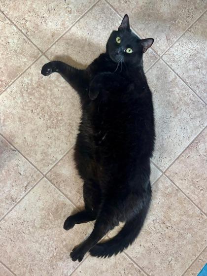 Enlarge Ommin, a ADOPTABLE Domestic Short Hair in Baltimore, MD image 2/2