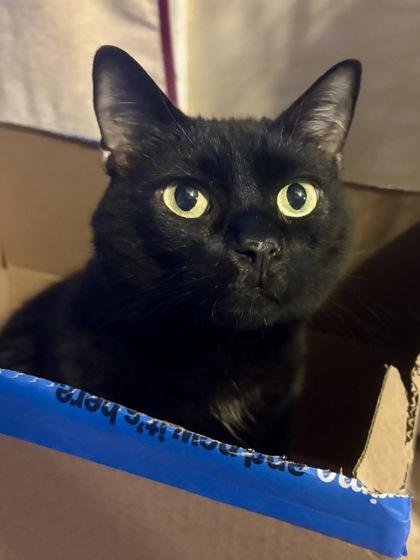 Enlarge Ommin, a ADOPTABLE Domestic Short Hair in Baltimore, MD image 1/2