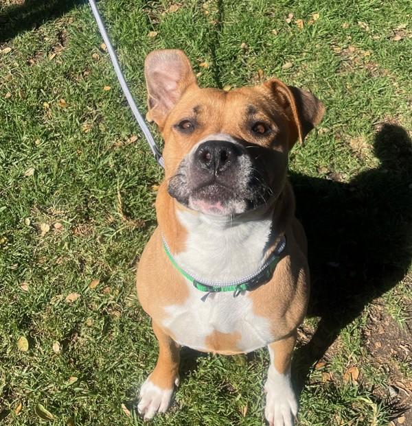 Enlarge Aphrodite, a Adoptable mixed breed in Oakland, CA image 1/4