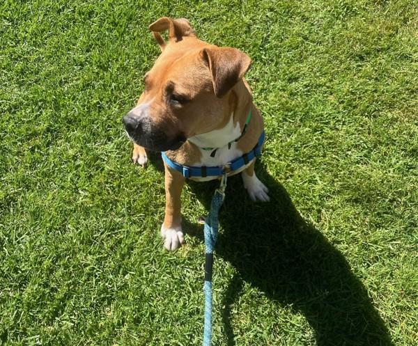 Enlarge Aphrodite, a Adoptable mixed breed in Oakland, CA image 2/4