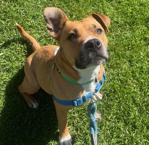 Enlarge Aphrodite, a Adoptable mixed breed in Oakland, CA image 3/4