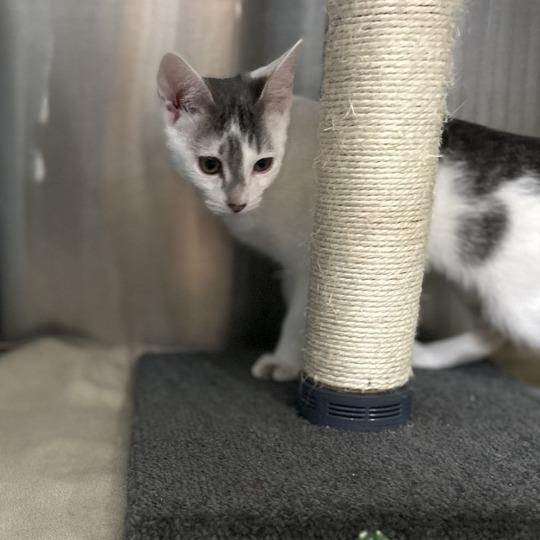 Strawberry Shortcake