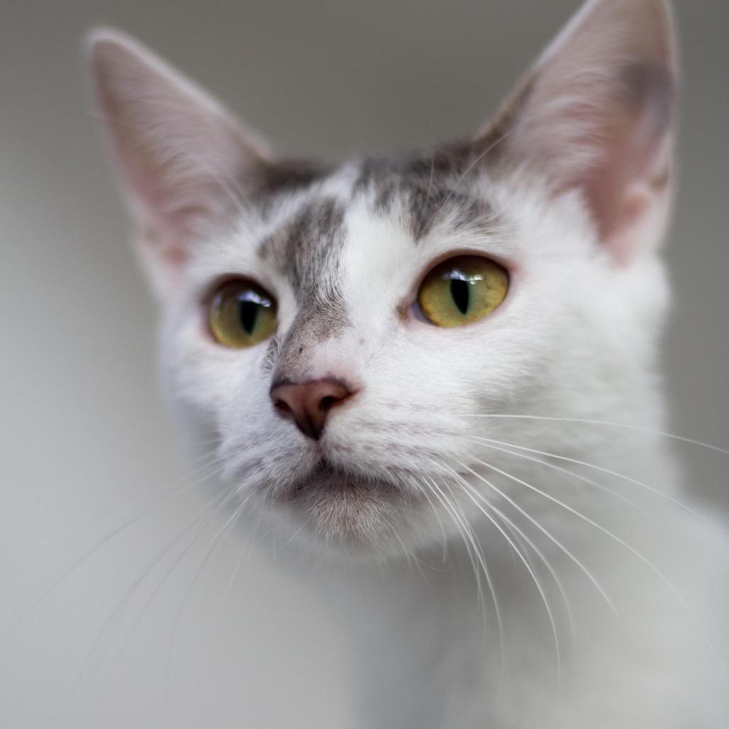 Strawberry Shortcake — thumbnail 2