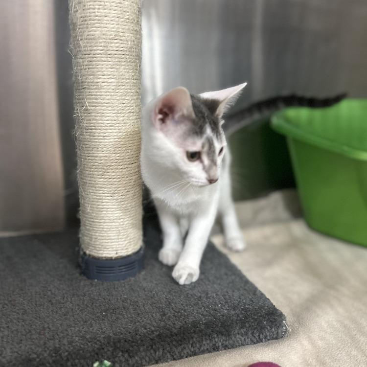 Strawberry Shortcake — thumbnail 3