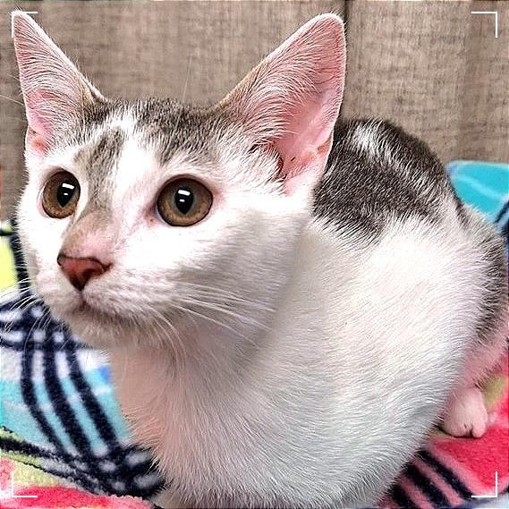 Strawberry Shortcake — thumbnail 4