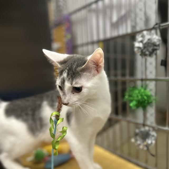 Strawberry Shortcake — thumbnail 5