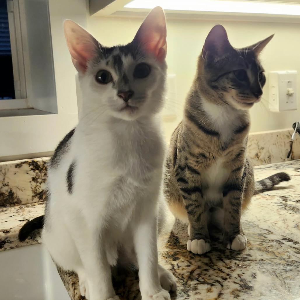 Strawberry Shortcake — thumbnail 6