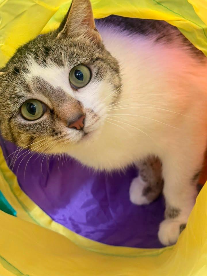 Enlarge Leona, a ADOPTABLE Domestic Short Hair in Indianapolis, IN image 4/5
