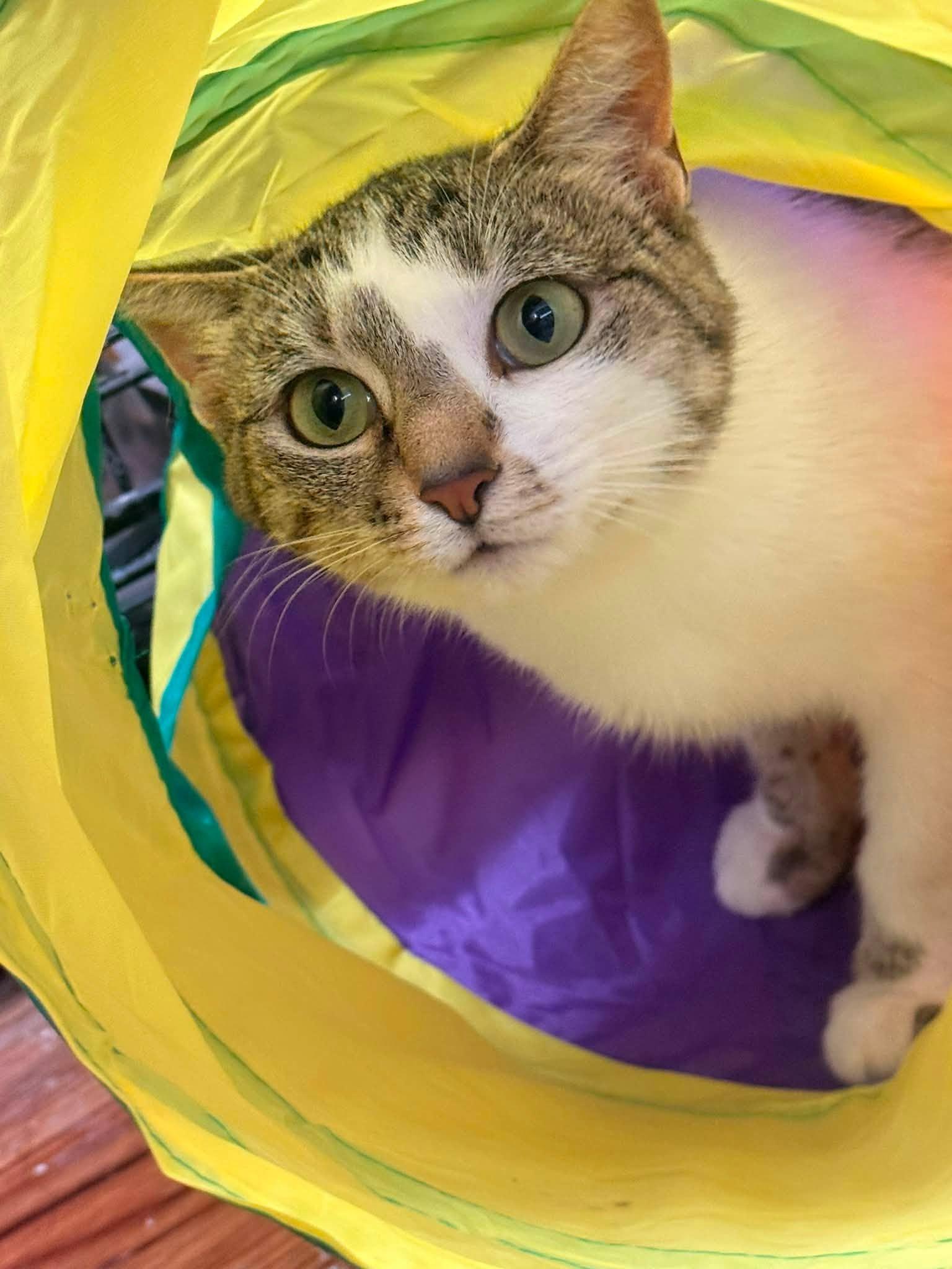 Enlarge Leona, a ADOPTABLE Domestic Short Hair in Indianapolis, IN image 3/5
